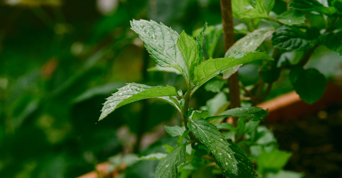 Vibrant green mint plant with fresh leaves growing in outdoor garden.